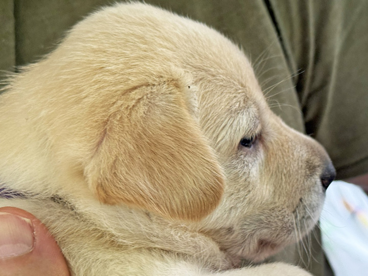 chinook puppy